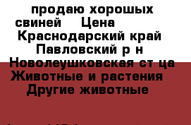 продаю хорошых свиней  › Цена ­ 10 000 - Краснодарский край, Павловский р-н, Новолеушковская ст-ца Животные и растения » Другие животные   
